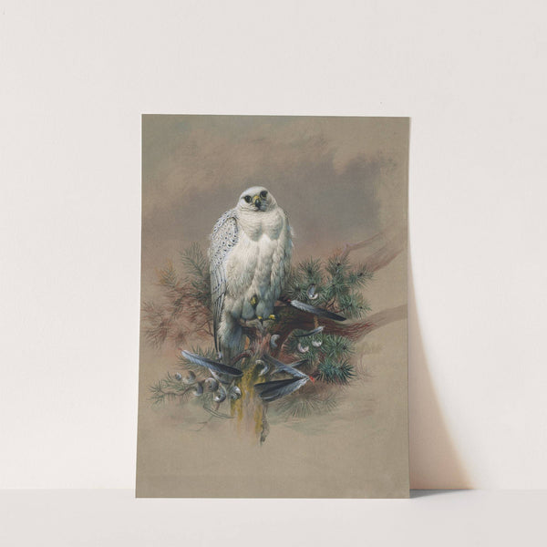 The Greenland Falcon by Joseph Wolf