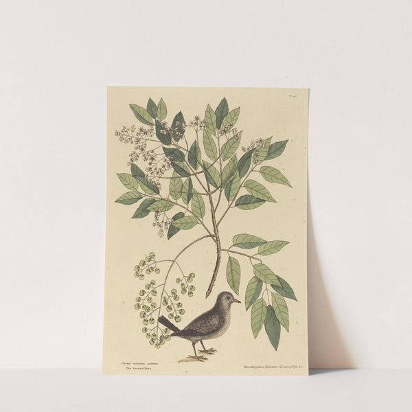 The Ground Dove (Columba passerina) by Mark Catesby