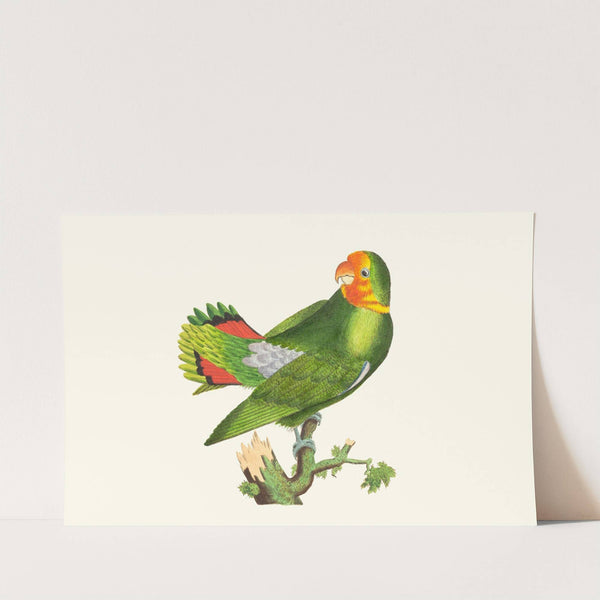 THE GUINEA PARRAKEET (1789-1813) by George Shaw