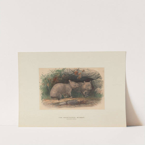 The Hairy-nosed Wombat (1861-1867) by Joseph Wolf
