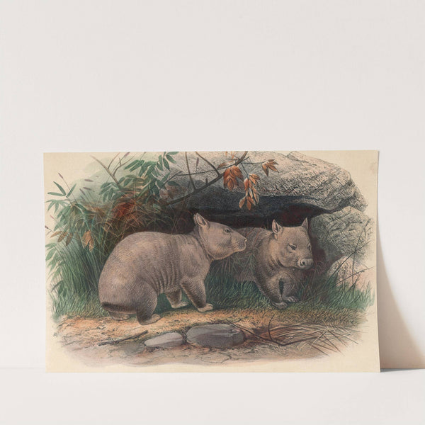 The Hairy-Nosed Wombat by Joseph Wolf