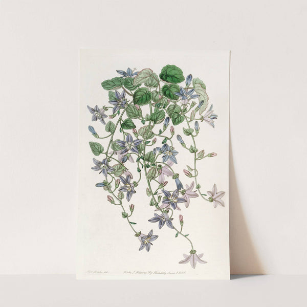 The Harebell of St. Angelo by Sydenham Edwards