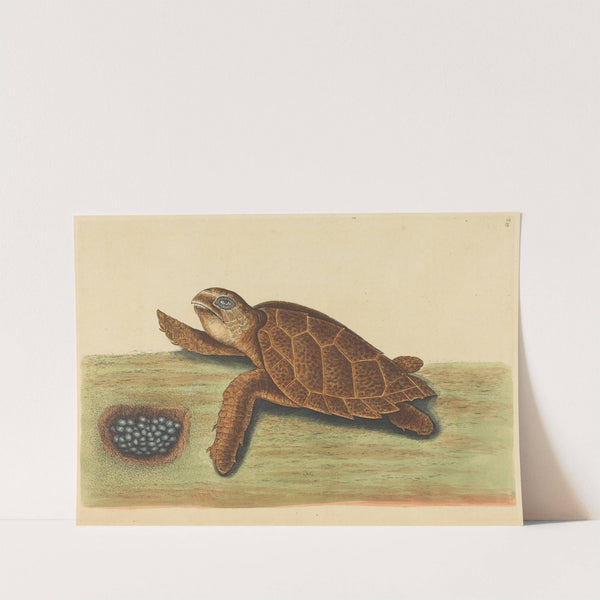 The Hawks-bill Turtle (Testudo caretta) by Mark Catesby