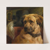 The Head Of A Mastiff by Edwin Douglas