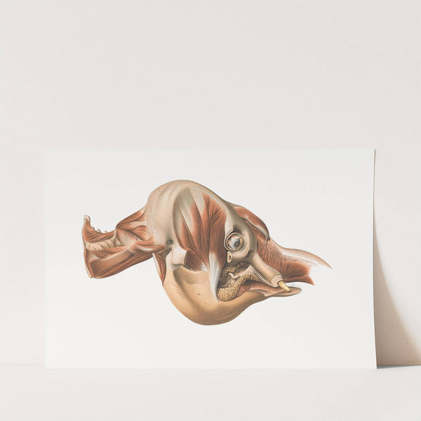 The head of the Elephant from the right after removal of facial muscles by Johan Erik Vesti Boas