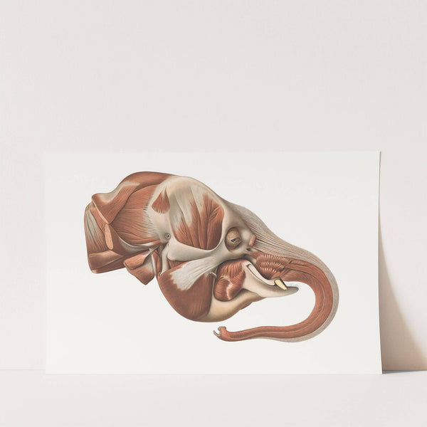 The head of the Elephant from the right after removal of the Superficial muscles by Johan Erik Vesti Boas