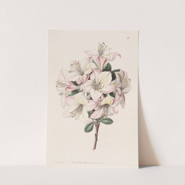 The Highclere Azalea by Sydenham Edwards