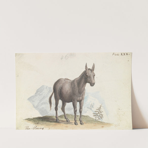 The Hinny (1837) by Charles Hamilton Smith