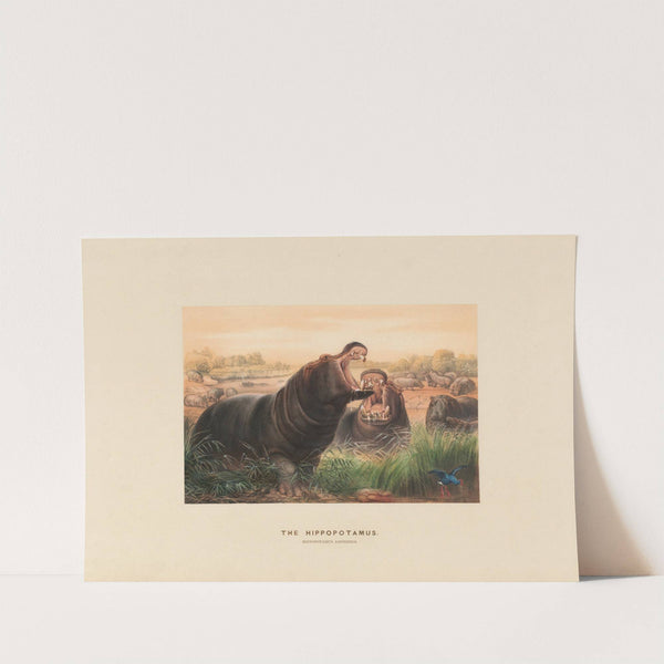 The Hippopotamus (1861-1867) by Joseph Wolf