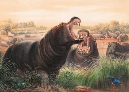 The Hippopotamus