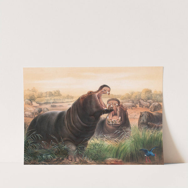 The Hippopotamus by Joseph Wolf