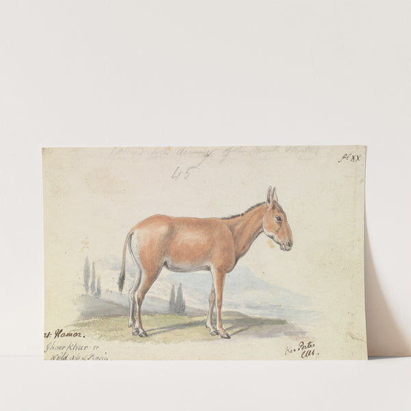 The Hlymar, or Hamur, Persian Wild Ass (1837) by Charles Hamilton Smith
