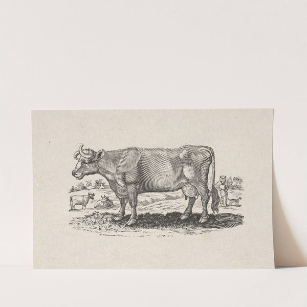 The Holstein, or Dutch breed by Alexander Anderson