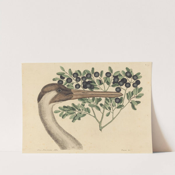 The Hooping Crane (Ardea Americana) by Mark Catesby