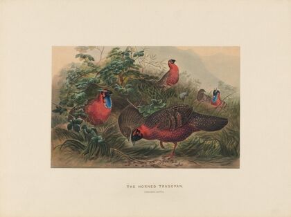 The Horned Tragopan