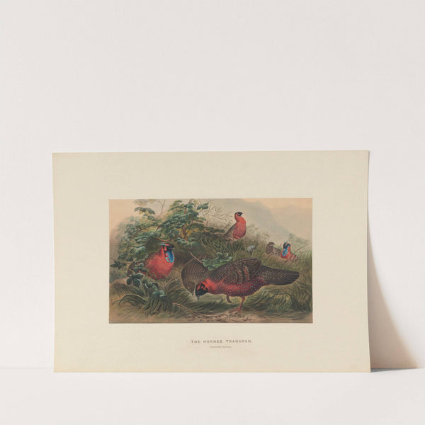 The Horned Tragopan (1861-1867) by Joseph Wolf