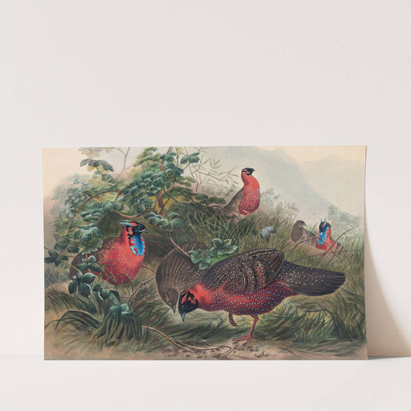 The Horned Tragopan by Joseph Wolf