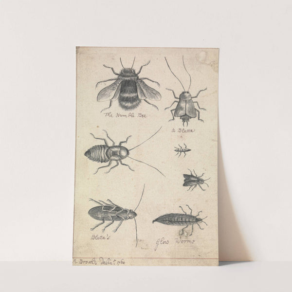 The Humble Bee and Insects by Richard Brookes