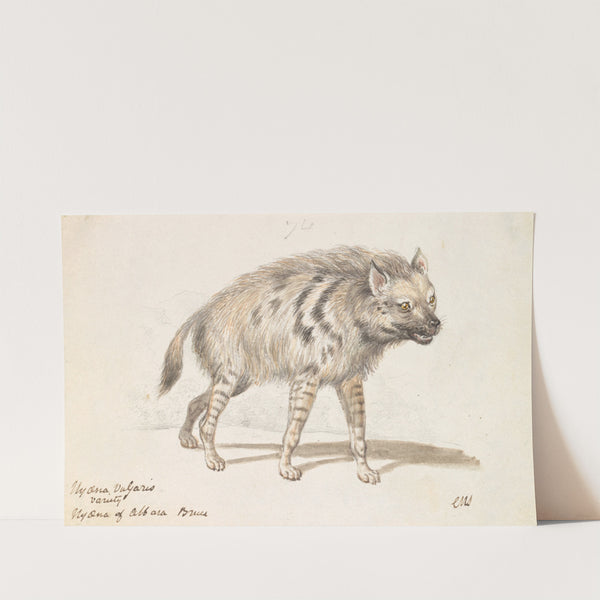 The Hyena of Albara (1837) by Charles Hamilton Smith