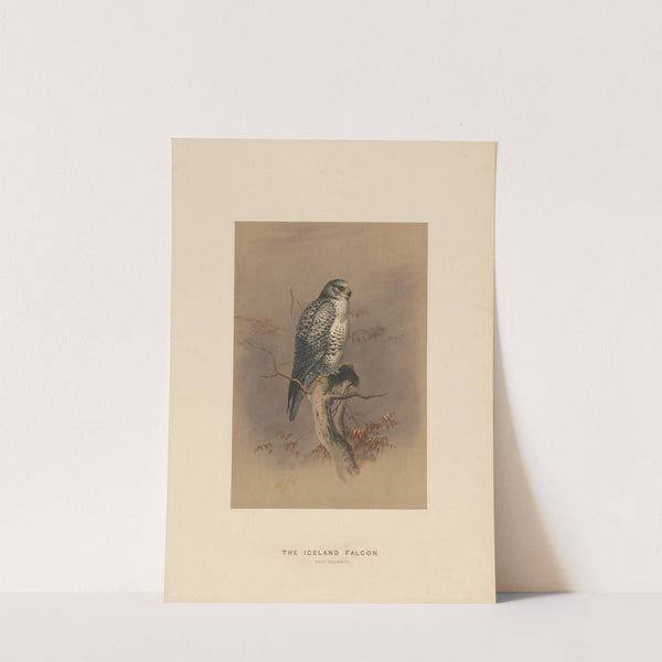 The Iceland Falcon (1861-1867) by Joseph Wolf