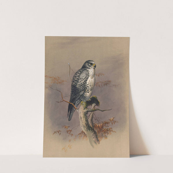 The Iceland Falcon by Joseph Wolf