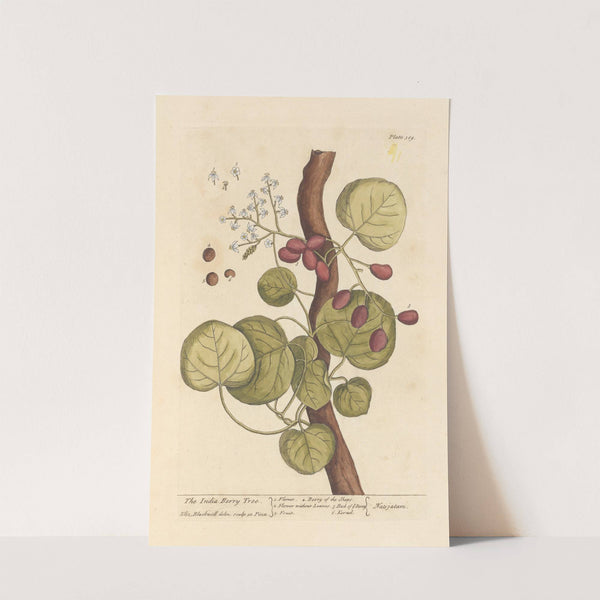 The India berry tree by Elizabeth Blackwell