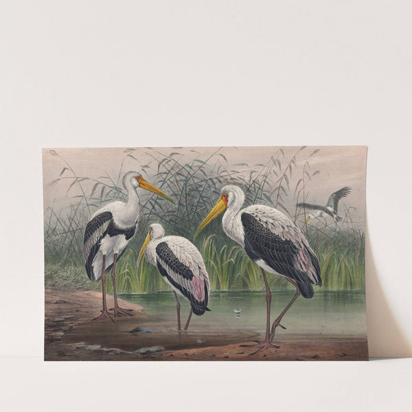 The Indian Wood Ibis by Joseph Wolf