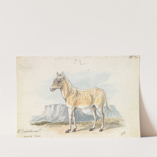 The Isabella Quagga (1837) by Charles Hamilton Smith