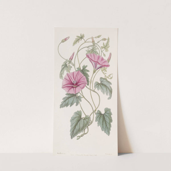 The Italian Bindweed by Sydenham Edwards