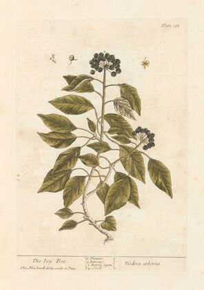 The ivy tree
