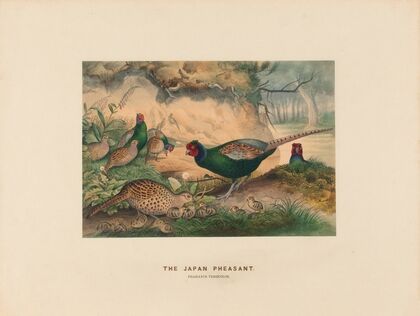 The Japan Pheasant