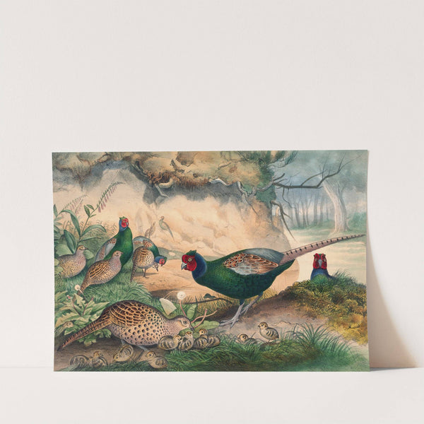 The Japan Pheasant by Joseph Wolf