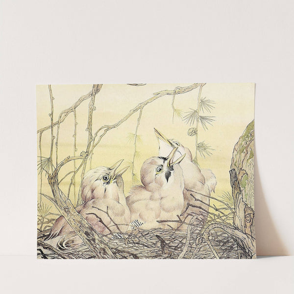 The Jay (1912) by Edward Julius Detmold