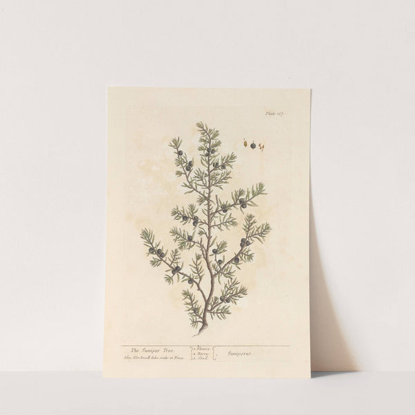 The juniper tree by Elizabeth Blackwell