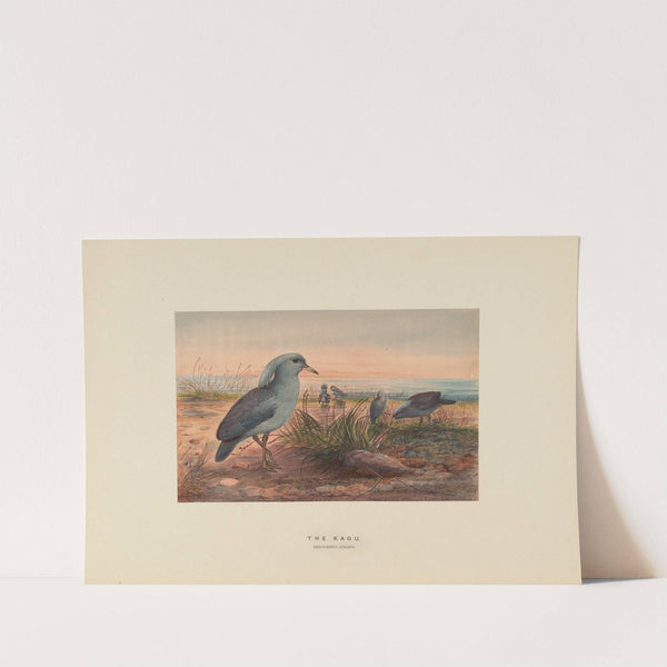 The Kagu (1861-1867) by Joseph Wolf