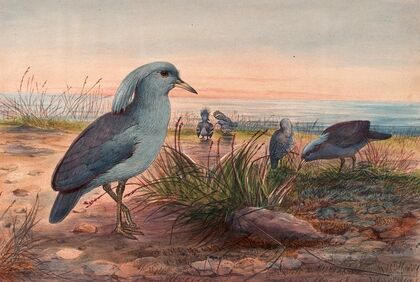 The Kagu