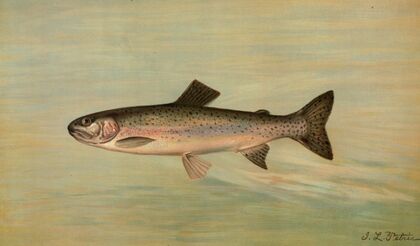 The Kern River Trout, Salmo irideus gilberti.