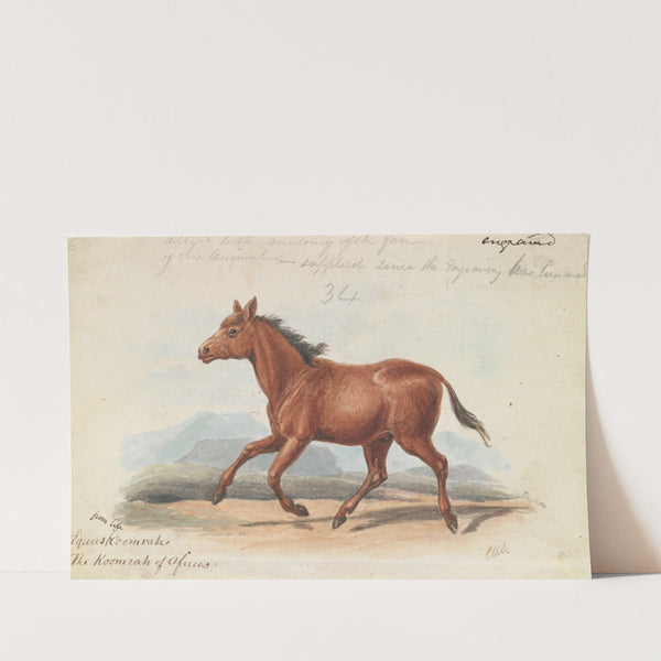 The Koomrah Horse (1837) by Charles Hamilton Smith