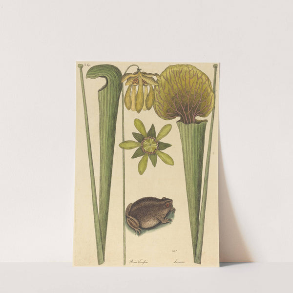 The Land Frog (Rana) by Mark Catesby