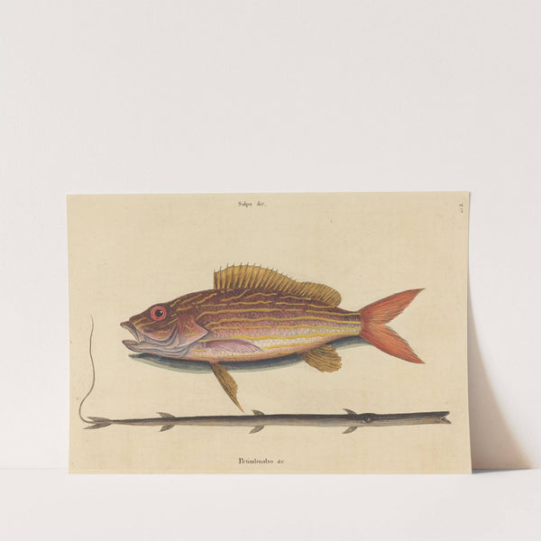 The Lane-snapper (Sparus synagris) by Mark Catesby