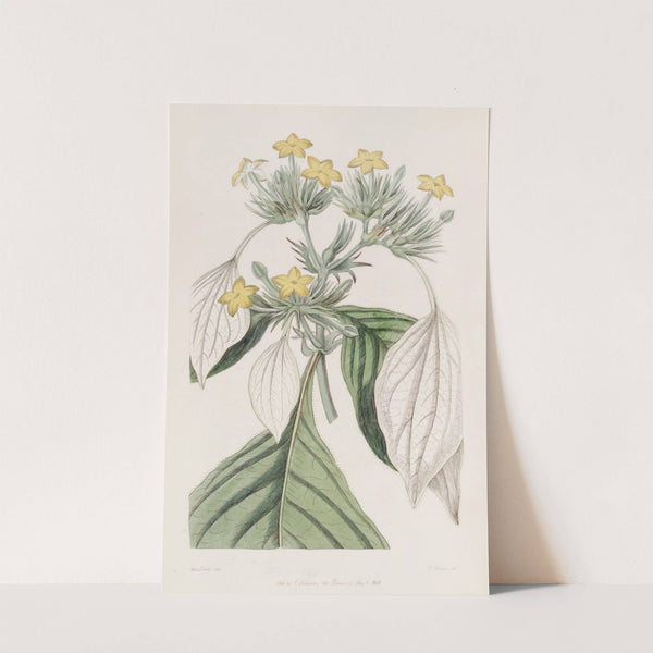 The large-leaved Mussaenda by Sydenham Edwards