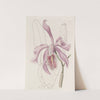 The Larger Cattleya by Sydenham Edwards