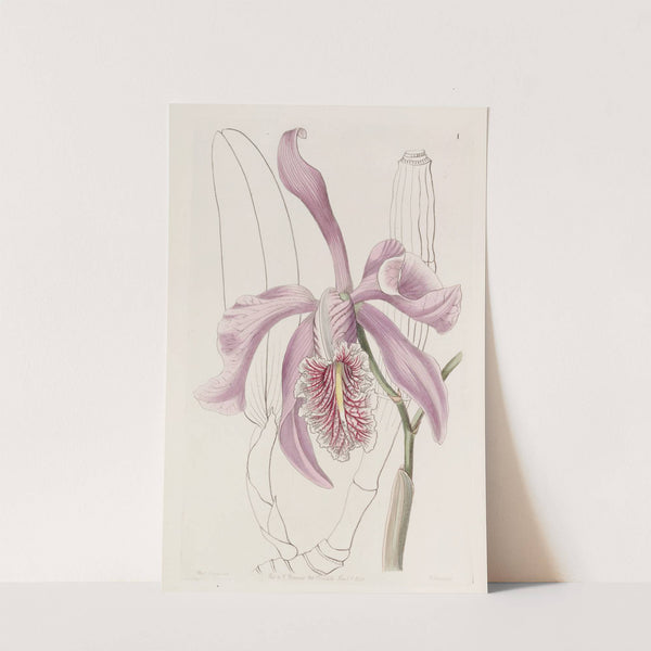The Larger Cattleya by Sydenham Edwards