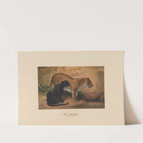 The Leopard (1861-1867) by Joseph Wolf