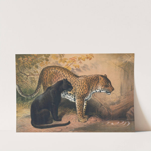 The Leopard by Joseph Wolf