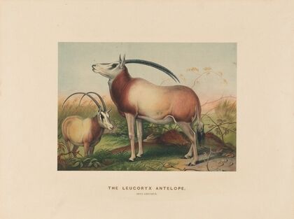 The Leucoryx Antelope