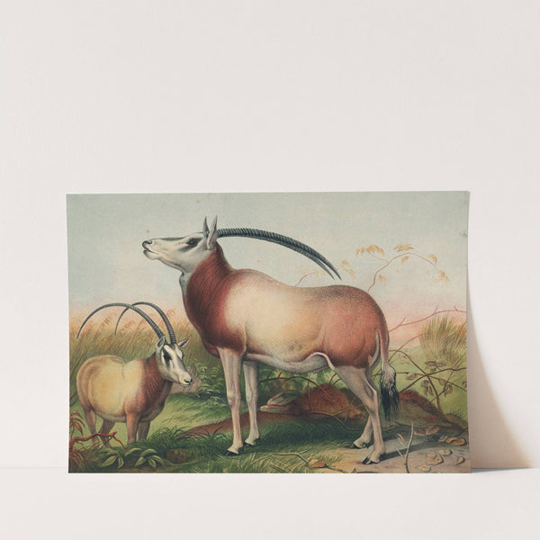 The Leucoryx Antelope by Joseph Wolf