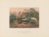 The Lineated Pheasant