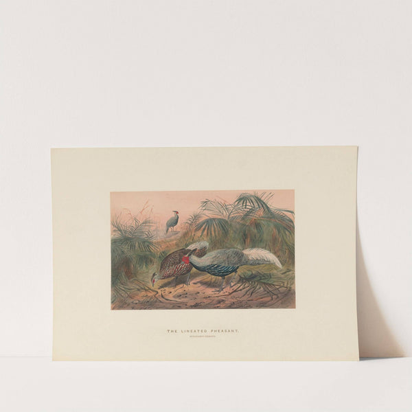 The Lineated Pheasant (1861-1867) by Joseph Wolf