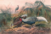 The Lineated Pheasant